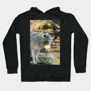 Gray Wolf Hoodie